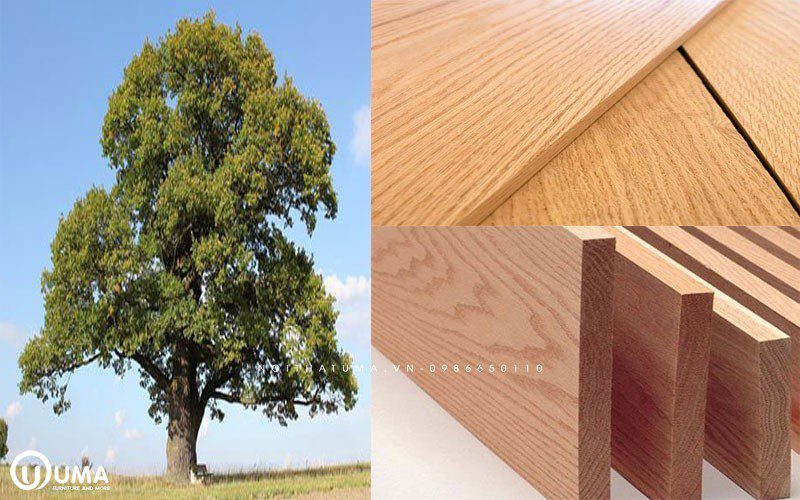 Gỗ Sồi là loại gỗ tự nhiên được ứng dụng rộng rãi