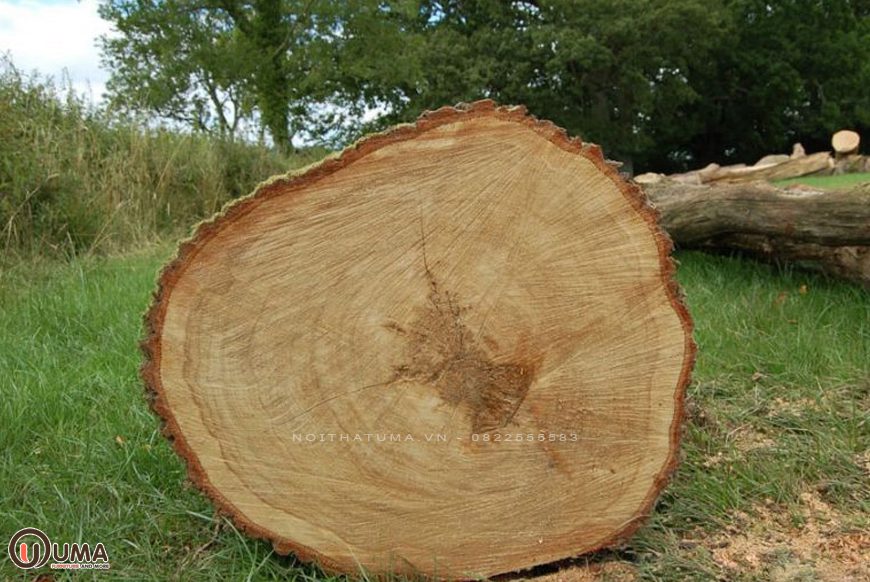 Gỗ tần bì là gì? Giá trị của gỗ tần bì trong cuộc sống, đá hộc là gì, Chất liệu, Tin Tức