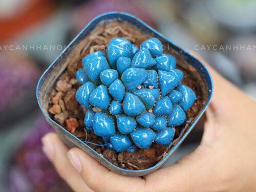 tuổi canh ngọ 1990 hợp cây gì? |10 cây đón tài lộc, may mắn nhất tuổi canh ngọ 1990 hợp cây gì? |10 cây đón tài lộc, may mắn nhất, , Cây nội thất, Phong thủy và Nội thất