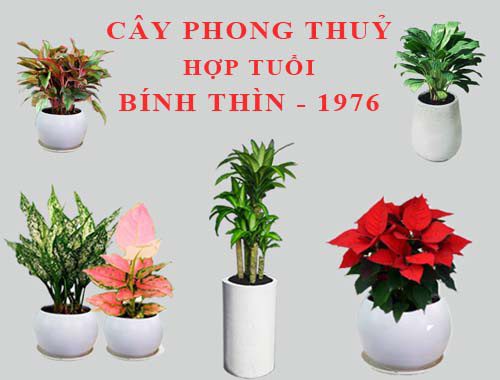 Tuổi thìn 1976 hợp cây gì? |10 cây đón tài lộc, may mắn nhất, , Cây nội thất, Phong thủy và Nội thất