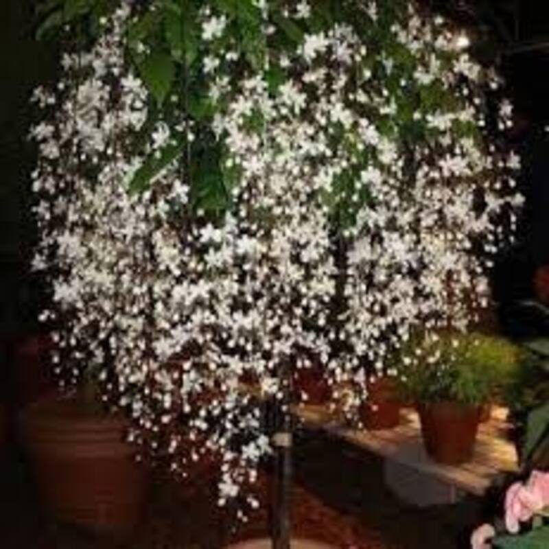 Hoa dạ ngọc minh châu có độc không và 12 điều cần lưu ý, , Cây nội thất, Phong thủy và Nội thất