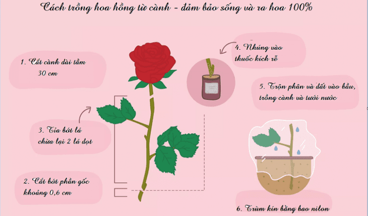 Kỹ thuật trồng hoa hồng cắt cành và 12 điều cần lưu ý, , Cây nội thất
