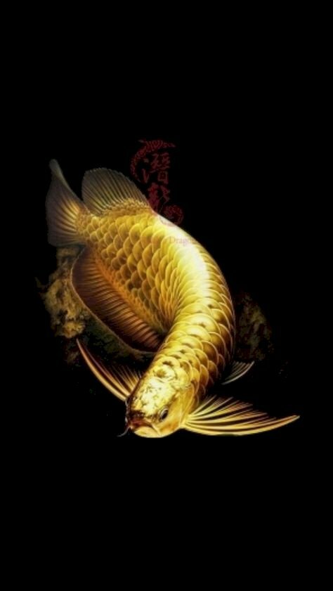 Sưu tầm: Cập nhật với hơn 112 hình nền cá vàng tuyệt vời nhất, , Khám phá