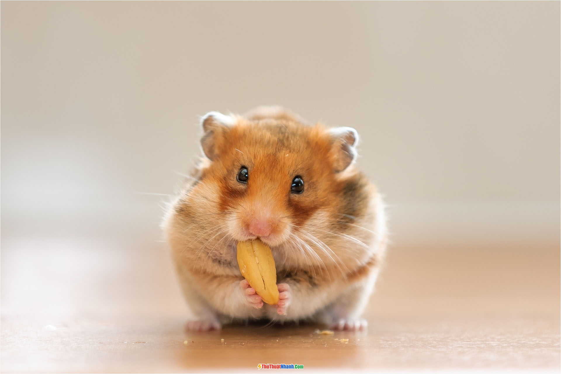 Sưu tầm: Top với hơn 100 con chuột hamster hình nền chuột cute hay nhất, , Khám phá