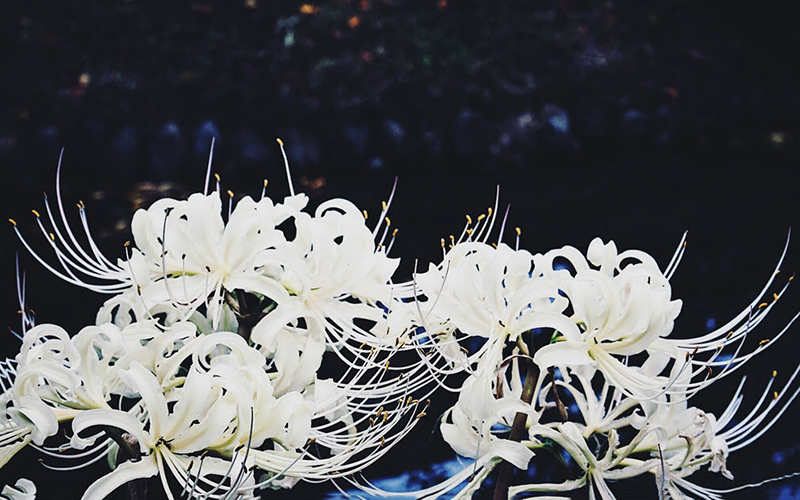 Sưu tầm: Top 86+ hình nền hoa bỉ ngạn trắng tuyệt vời nhất, , Khám phá