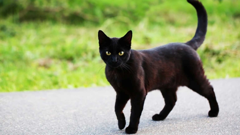 Phong Thủy 2024: Mèo vào nhà là điềm gì? Điềm báo vận đen đủi hay may mắn, , Cây nội thất, Phong thủy và Nội thất